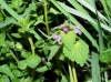 Lamium purpureum L.