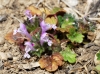 Lamium amplexicaule L. Lamium amplexicaule L.