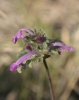 Lamium amplexicaule L. Lamium amplexicaule L.