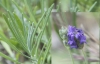 Lavandula angustifolia Mill. subsp. pyrenaica (DC.) Guinea