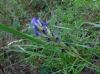 Lavandula angustifolia Mill. subsp. pyrenaica (DC.) Guinea