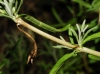 Lavandula angustifolia Mill. subsp. pyrenaica (DC.) Guinea