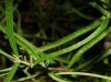 Lavandula angustifolia Mill. subsp. pyrenaica (DC.) Guinea