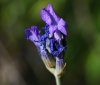 Lavandula angustifolia Mill. subsp. pyrenaica (DC.) Guinea