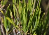 Lavandula angustifolia Mill. subsp. pyrenaica (DC.) Guinea