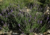 Lavandula angustifolia Mill. subsp. pyrenaica (DC.) Guinea in Heywood