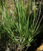 Lavandula angustifolia Mill. subsp. pyrenaica (DC.) Guinea in Heywood