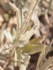 Lavandula latifolia Medik. Lavandula latifolia Medik.