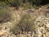 Lavandula latifolia Medik. Lavandula latifolia Medik.