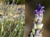 Lavandula latifolia Medik. Lavandula latifolia Medik.
