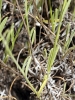 Lavandula latifolia Medik. Lavandula latifolia Medik.