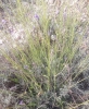 Lavandula latifolia Medik. Lavandula latifolia Medik.