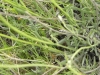 Lavandula latifolia Medik. Lavandula latifolia Medik.
