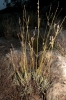 Lavandula latifolia Medik. Lavandula latifolia Medik.