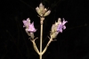 Lavandula latifolia Medik. Lavandula latifolia Medik.