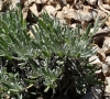 Lavandula latifolia Medik. Lavandula latifolia Medik.