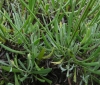 Lavandula latifolia Medik. Lavandula latifolia Medik.