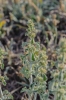 Marrubium vulgare L.