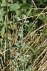 Mentha longifolia (L.) Huds.