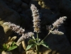 Mentha longifolia (L.) Huds