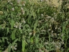 Mentha longifolia (L.) Huds.