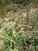 Mentha longifolia (L.) Huds.