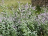 Mentha longifolia (L.) Huds.