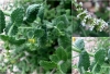 Mentha suaveolens Ehrh.