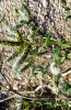 Mentha suaveolens Ehrh.