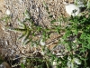 Mentha suaveolens Ehrh.