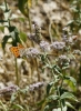 Mentha longifolia (L.) Huds.