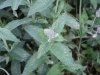 Mentha longifolia (L.) Huds.