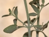 Micromeria fruticosa ? 2/2