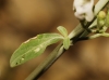 Micromeria fruticosa ? 2/6