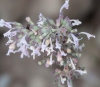 Nepeta nepetella ? 1 de 2