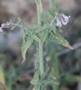 Nepeta nepetella ? 2 de 2