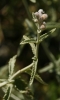 Nepeta nepetella ? 2d2