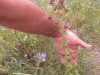 Origanum vulgare L. subsp. vulgare