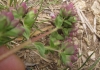 Origanum vulgare L. subsp. vulgare
