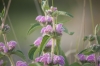 Phlomis herba-venti L.