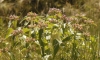 Phlomis herba-venti L.