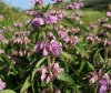 Phlomis herba-venti L.