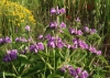 Phlomis herba-venti L.