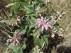 Phlomis herba-venti L.