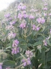 Phlomis herba-venti L.