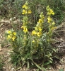 Phlomis lychnitis ?