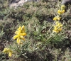 Phlomis lychnitis L.