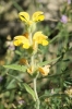 Phlomis lychnitis L.