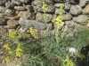 Phlomis lychnitis L.