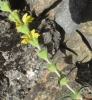 Phlomis lychnitis L.